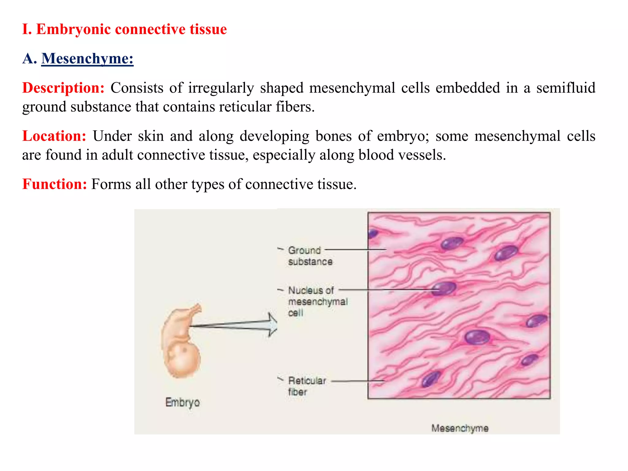 I. Embryonic connective tissue
A. Mesenchyme:
Description: Consists of irregularly shaped mesenchymal cells embedded in a semifluid
ground substance that contains reticular fibers.
Location: Under skin and along developing bones of embryo; some mesenchymal cells
are found in adult connective tissue, especially along blood vessels.
Function: Forms all other types of connective tissue.
 