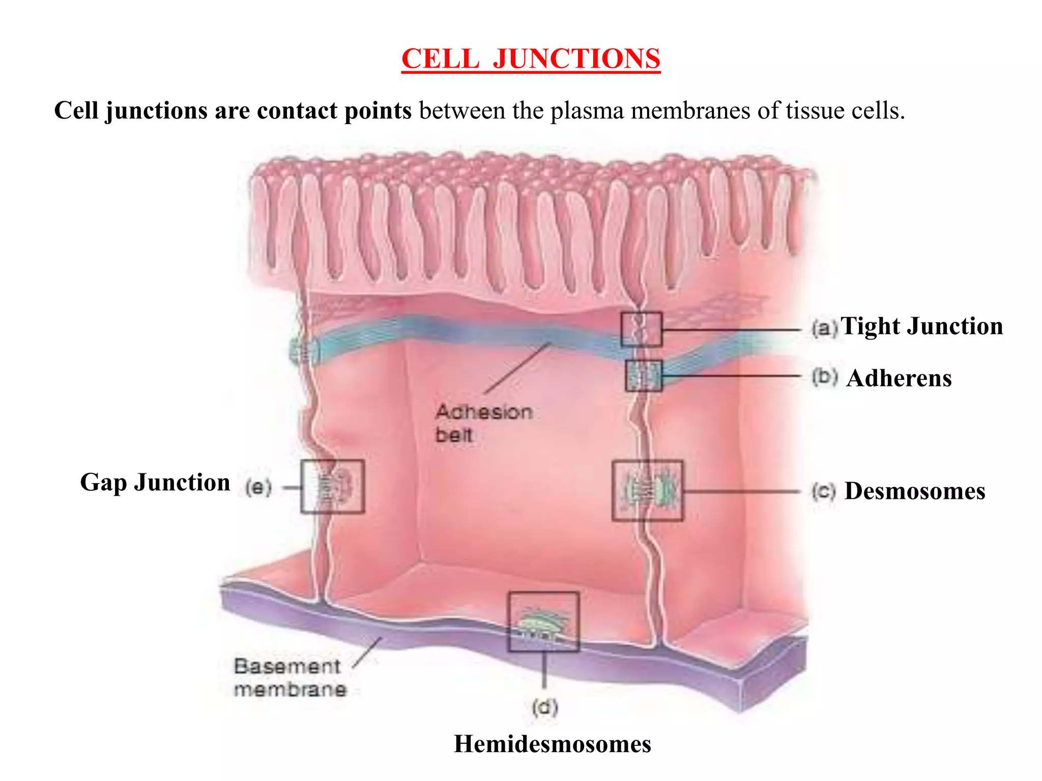 CELL JUNCTIONS
Tight Junction
Adherens
Desmosomes
Hemidesmosomes
Gap Junction
Cell junctions are contact points between the plasma membranes of tissue cells.
 