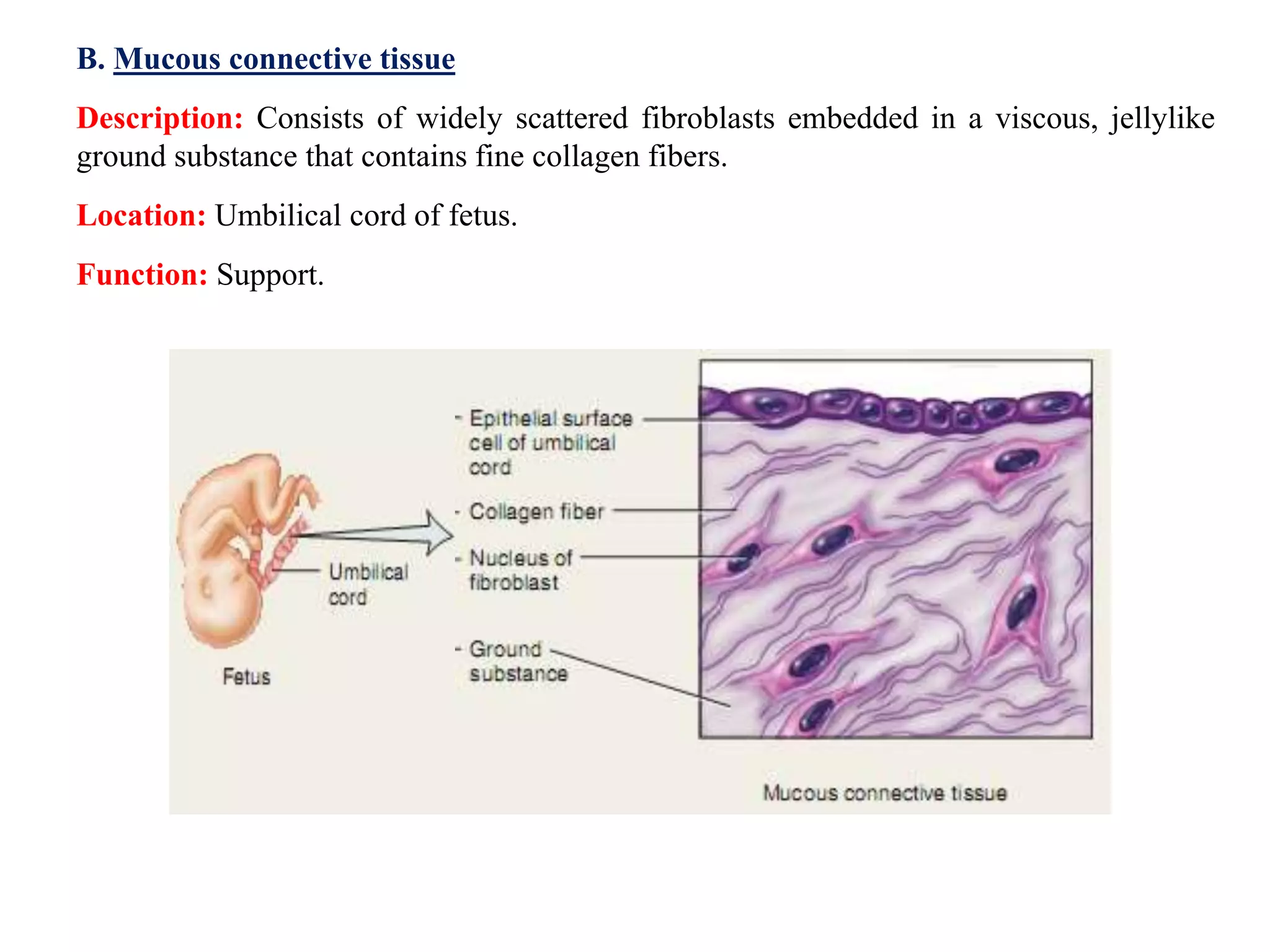 B. Mucous connective tissue
Description: Consists of widely scattered fibroblasts embedded in a viscous, jellylike
ground substance that contains fine collagen fibers.
Location: Umbilical cord of fetus.
Function: Support.
 