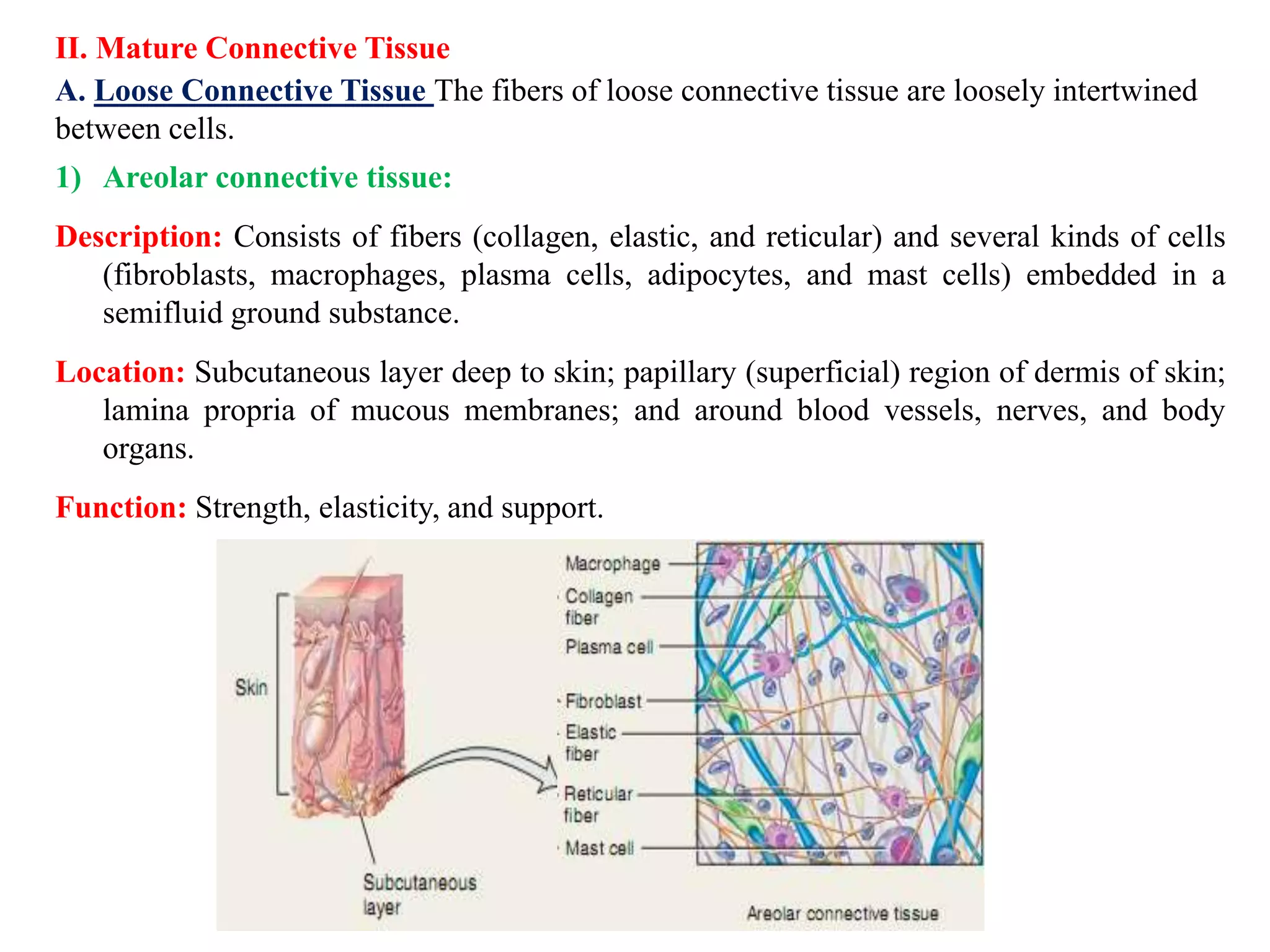 II. Mature Connective Tissue
A. Loose Connective Tissue The fibers of loose connective tissue are loosely intertwined
between cells.
1) Areolar connective tissue:
Description: Consists of fibers (collagen, elastic, and reticular) and several kinds of cells
(fibroblasts, macrophages, plasma cells, adipocytes, and mast cells) embedded in a
semifluid ground substance.
Location: Subcutaneous layer deep to skin; papillary (superficial) region of dermis of skin;
lamina propria of mucous membranes; and around blood vessels, nerves, and body
organs.
Function: Strength, elasticity, and support.
 