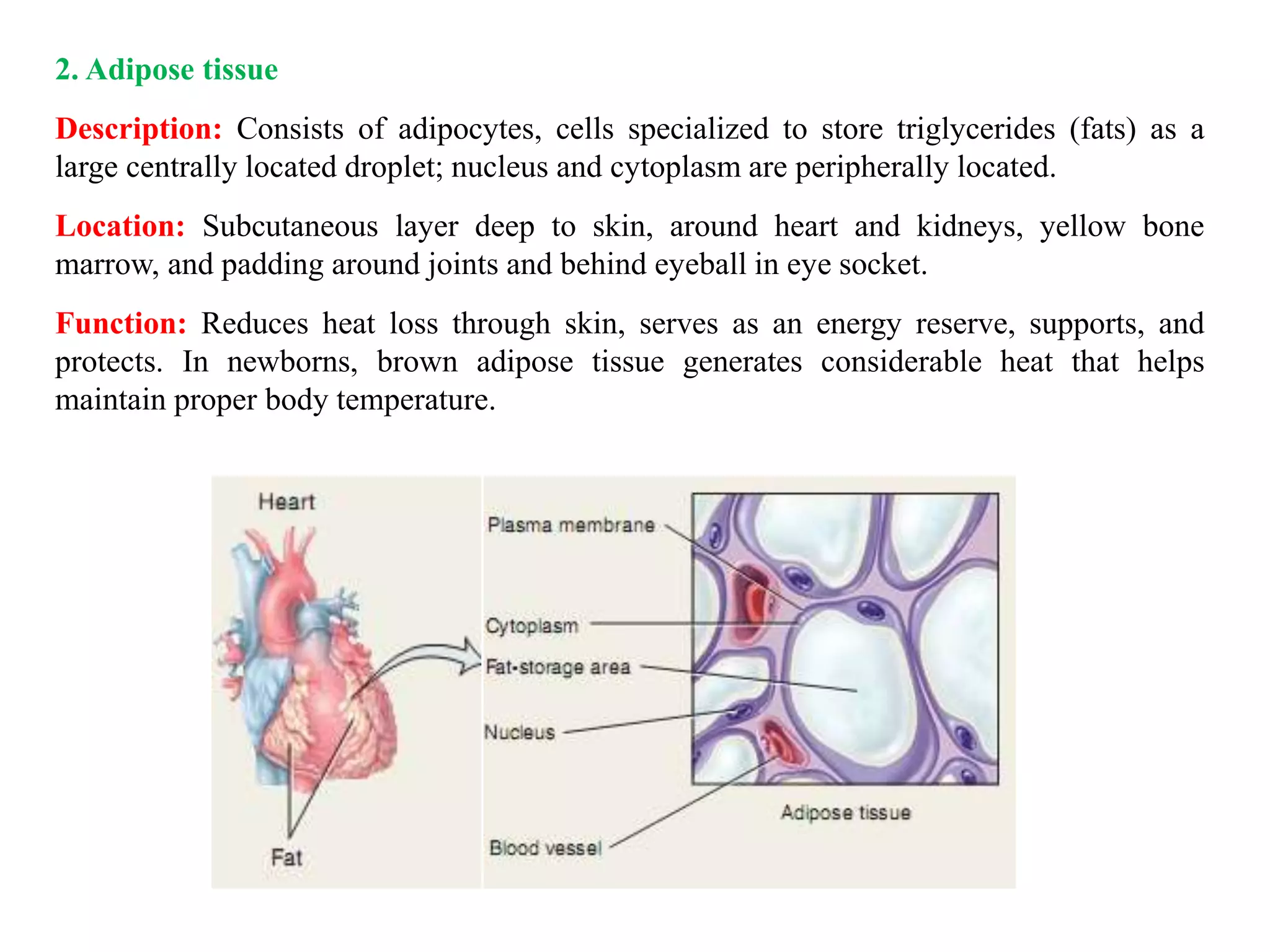 2. Adipose tissue
Description: Consists of adipocytes, cells specialized to store triglycerides (fats) as a
large centrally located droplet; nucleus and cytoplasm are peripherally located.
Location: Subcutaneous layer deep to skin, around heart and kidneys, yellow bone
marrow, and padding around joints and behind eyeball in eye socket.
Function: Reduces heat loss through skin, serves as an energy reserve, supports, and
protects. In newborns, brown adipose tissue generates considerable heat that helps
maintain proper body temperature.
 
