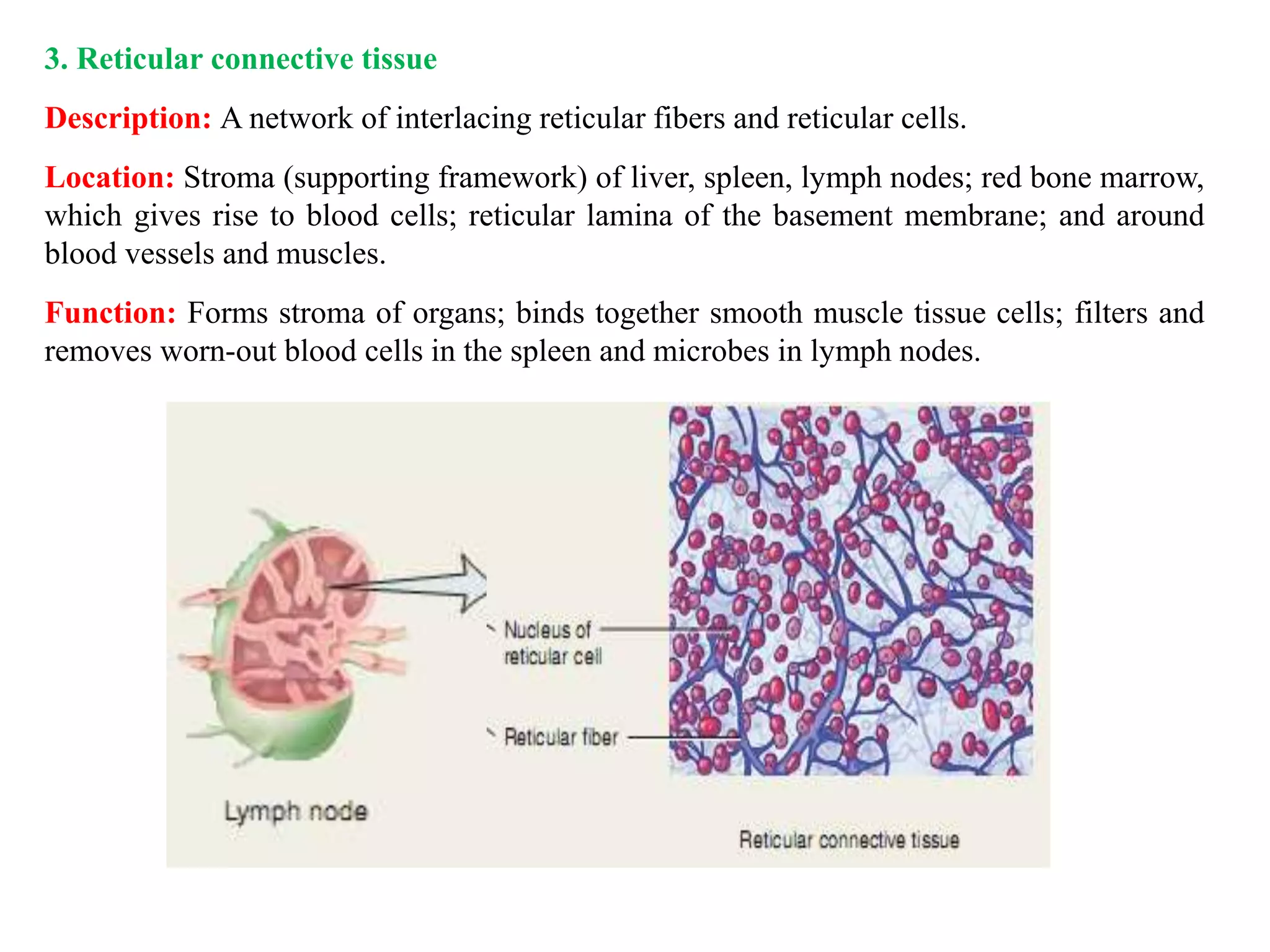 3. Reticular connective tissue
Description: A network of interlacing reticular fibers and reticular cells.
Location: Stroma (supporting framework) of liver, spleen, lymph nodes; red bone marrow,
which gives rise to blood cells; reticular lamina of the basement membrane; and around
blood vessels and muscles.
Function: Forms stroma of organs; binds together smooth muscle tissue cells; filters and
removes worn-out blood cells in the spleen and microbes in lymph nodes.
 