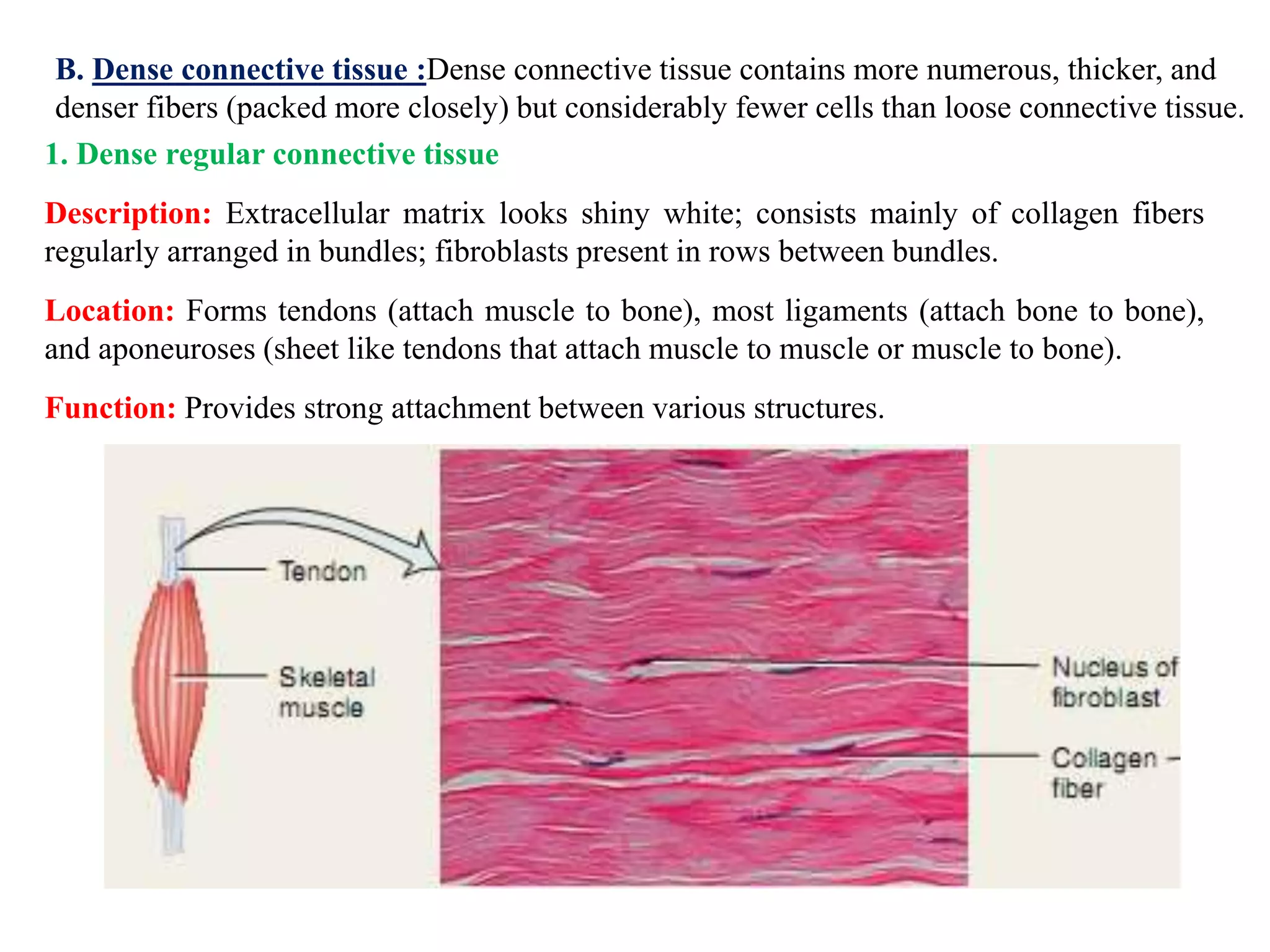 B. Dense connective tissue :Dense connective tissue contains more numerous, thicker, and
denser fibers (packed more closely) but considerably fewer cells than loose connective tissue.
1. Dense regular connective tissue
Description: Extracellular matrix looks shiny white; consists mainly of collagen fibers
regularly arranged in bundles; fibroblasts present in rows between bundles.
Location: Forms tendons (attach muscle to bone), most ligaments (attach bone to bone),
and aponeuroses (sheet like tendons that attach muscle to muscle or muscle to bone).
Function: Provides strong attachment between various structures.
 