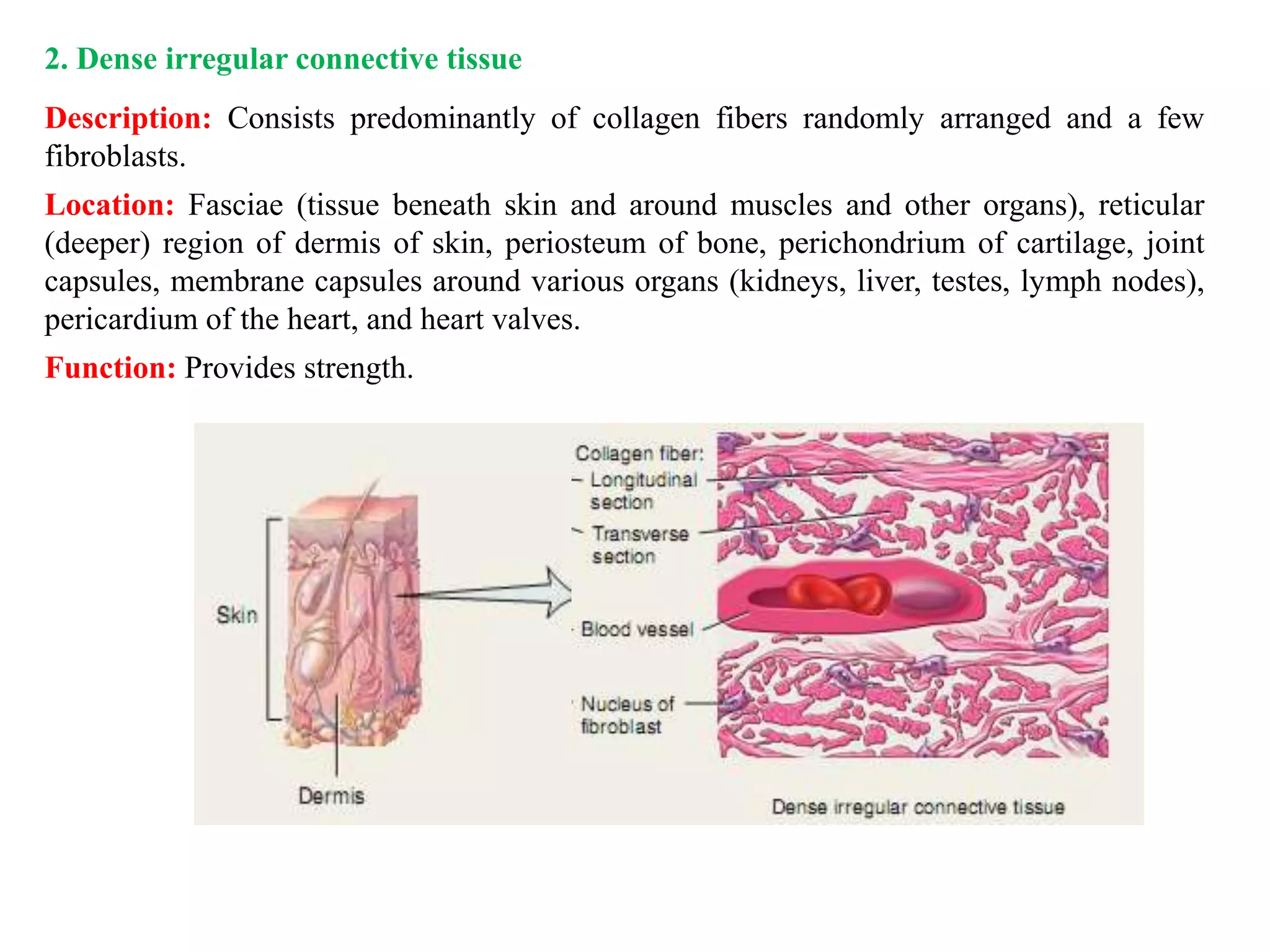 2. Dense irregular connective tissue
Description: Consists predominantly of collagen fibers randomly arranged and a few
fibroblasts.
Location: Fasciae (tissue beneath skin and around muscles and other organs), reticular
(deeper) region of dermis of skin, periosteum of bone, perichondrium of cartilage, joint
capsules, membrane capsules around various organs (kidneys, liver, testes, lymph nodes),
pericardium of the heart, and heart valves.
Function: Provides strength.
 