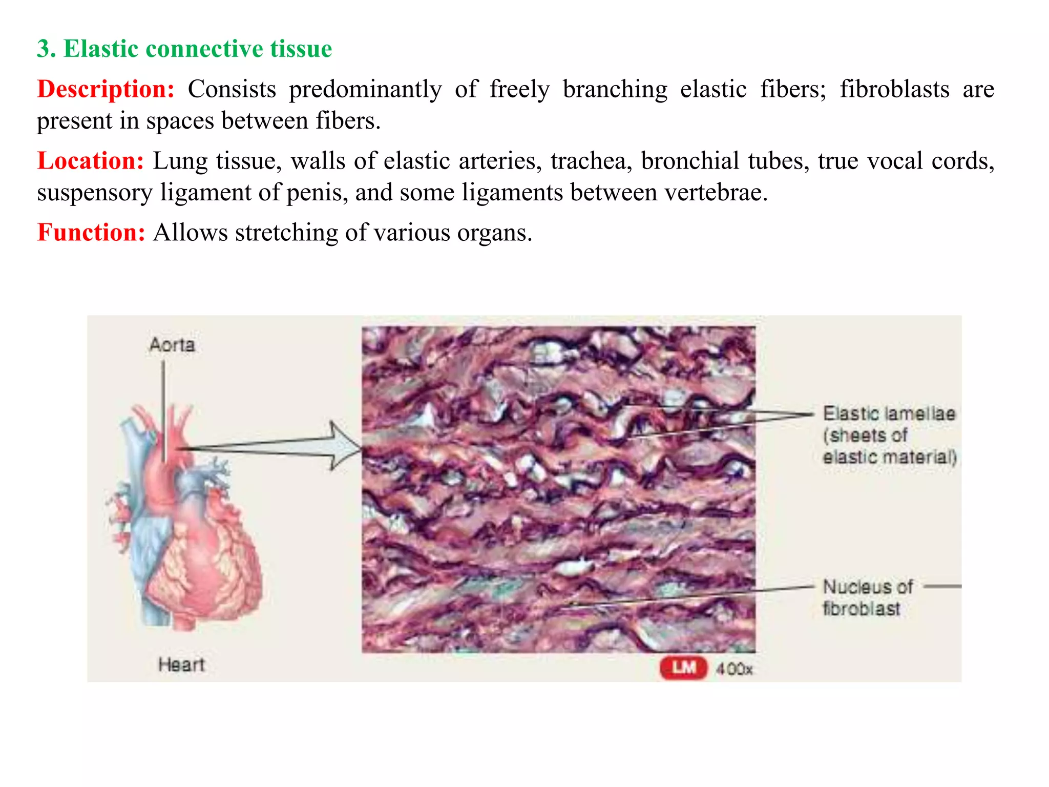 3. Elastic connective tissue
Description: Consists predominantly of freely branching elastic fibers; fibroblasts are
present in spaces between fibers.
Location: Lung tissue, walls of elastic arteries, trachea, bronchial tubes, true vocal cords,
suspensory ligament of penis, and some ligaments between vertebrae.
Function: Allows stretching of various organs.
 