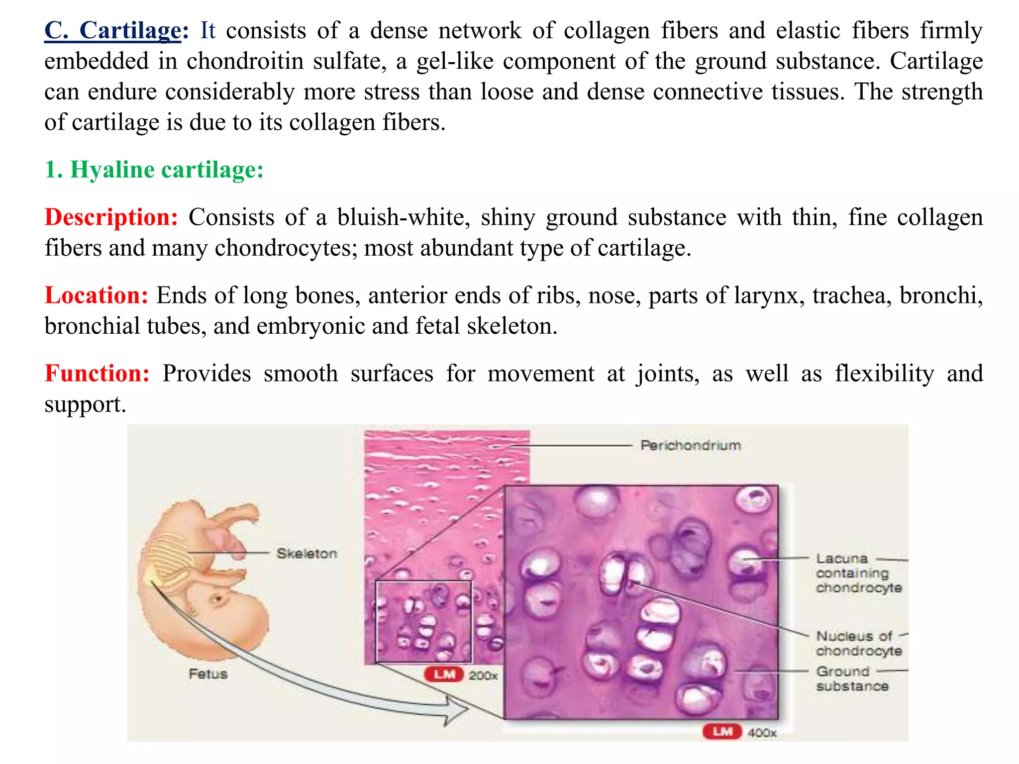 C. Cartilage: It consists of a dense network of collagen fibers and elastic fibers firmly
embedded in chondroitin sulfate, a gel-like component of the ground substance. Cartilage
can endure considerably more stress than loose and dense connective tissues. The strength
of cartilage is due to its collagen fibers.
1. Hyaline cartilage:
Description: Consists of a bluish-white, shiny ground substance with thin, fine collagen
fibers and many chondrocytes; most abundant type of cartilage.
Location: Ends of long bones, anterior ends of ribs, nose, parts of larynx, trachea, bronchi,
bronchial tubes, and embryonic and fetal skeleton.
Function: Provides smooth surfaces for movement at joints, as well as flexibility and
support.
 