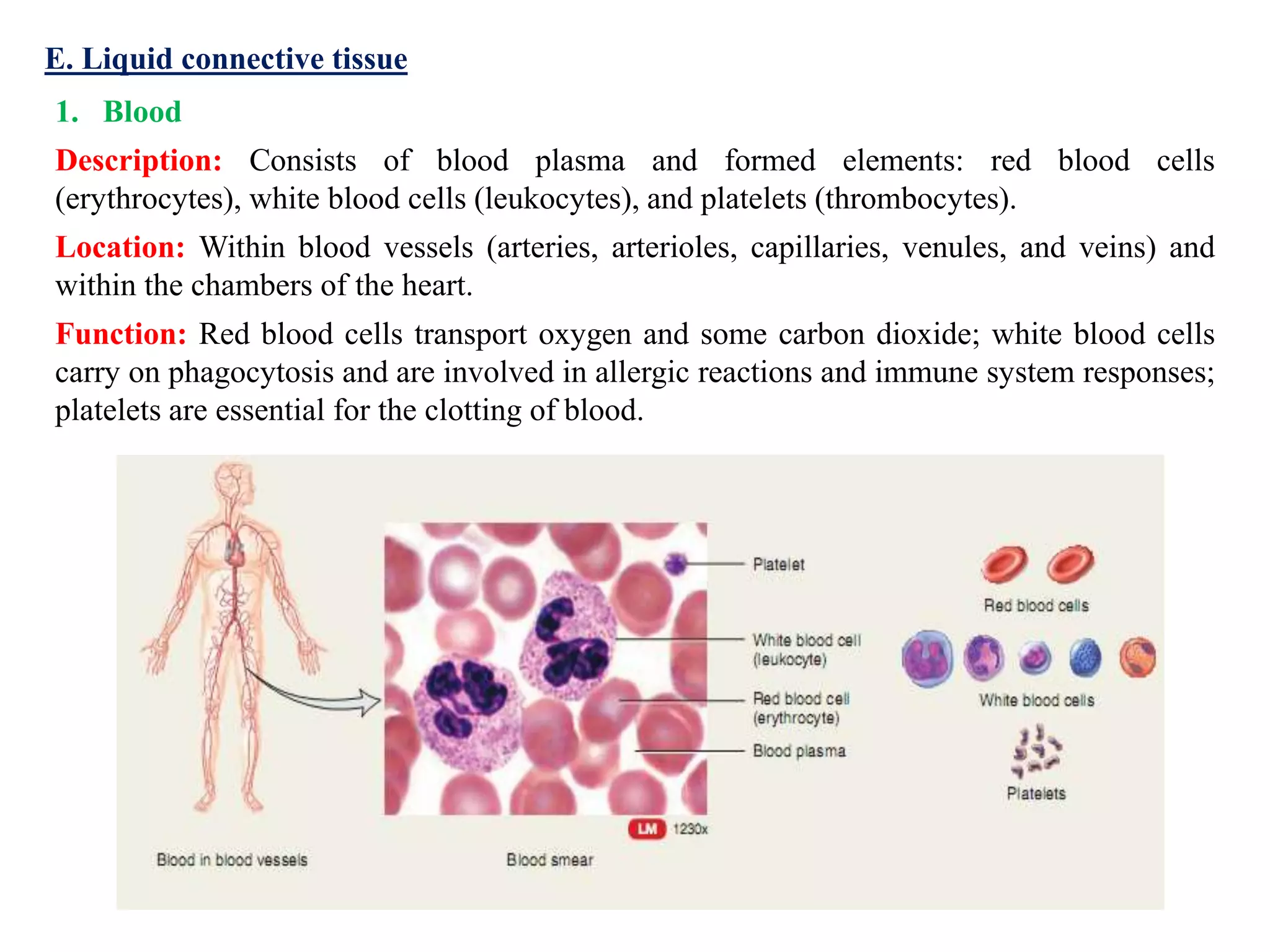 E. Liquid connective tissue
1. Blood
Description: Consists of blood plasma and formed elements: red blood cells
(erythrocytes), white blood cells (leukocytes), and platelets (thrombocytes).
Location: Within blood vessels (arteries, arterioles, capillaries, venules, and veins) and
within the chambers of the heart.
Function: Red blood cells transport oxygen and some carbon dioxide; white blood cells
carry on phagocytosis and are involved in allergic reactions and immune system responses;
platelets are essential for the clotting of blood.
 