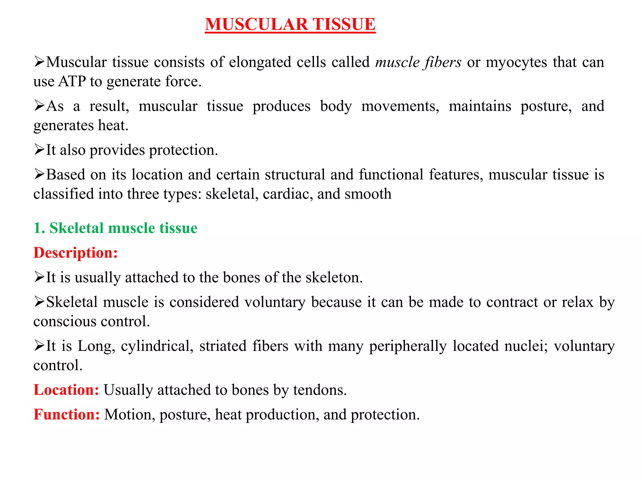MUSCULAR TISSUE
Muscular tissue consists of elongated cells called muscle fibers or myocytes that can
use ATP to generate force.
As a result, muscular tissue produces body movements, maintains posture, and
generates heat.
It also provides protection.
Based on its location and certain structural and functional features, muscular tissue is
classified into three types: skeletal, cardiac, and smooth
1. Skeletal muscle tissue
Description:
It is usually attached to the bones of the skeleton.
Skeletal muscle is considered voluntary because it can be made to contract or relax by
conscious control.
It is Long, cylindrical, striated fibers with many peripherally located nuclei; voluntary
control.
Location: Usually attached to bones by tendons.
Function: Motion, posture, heat production, and protection.
 