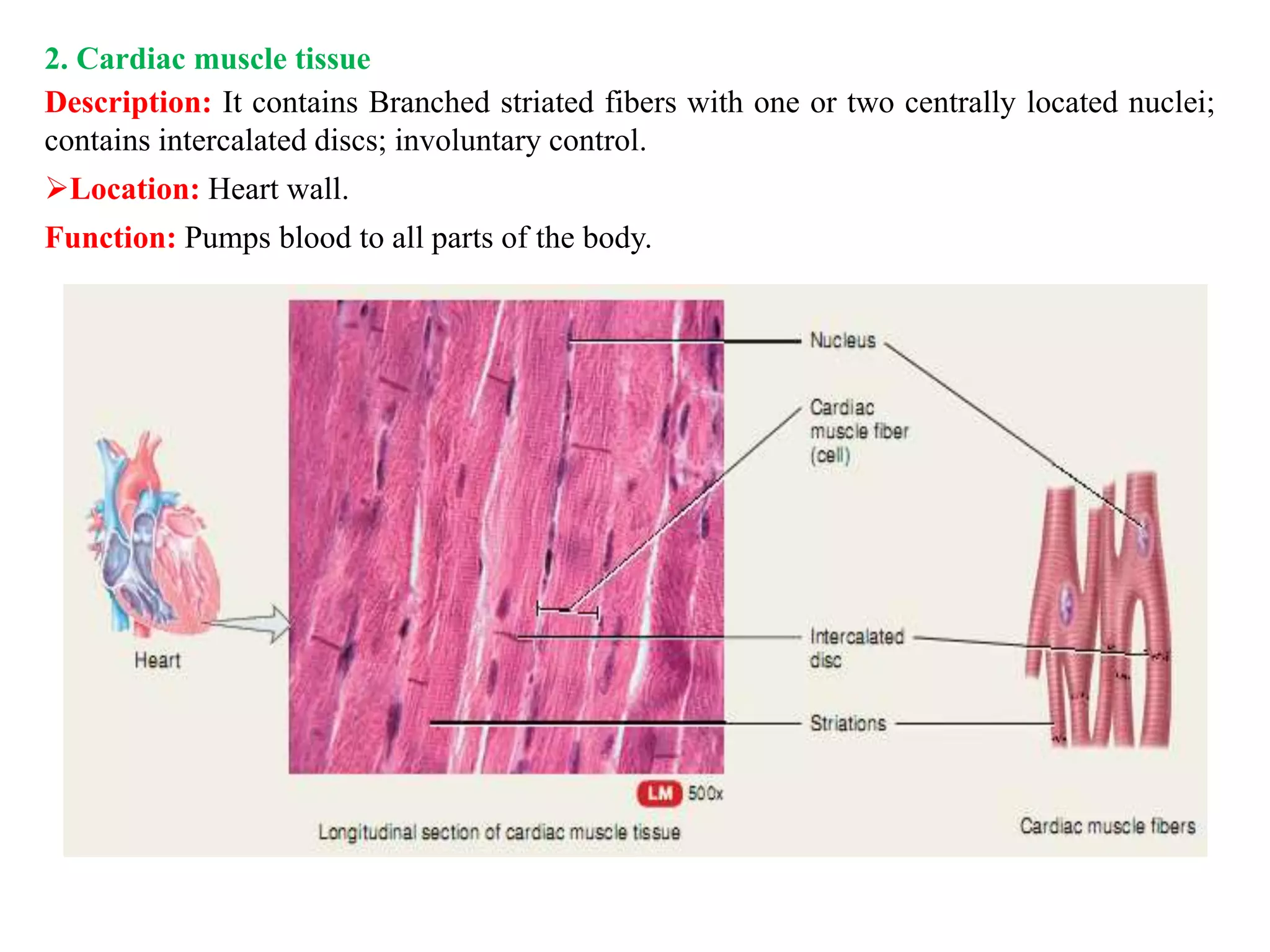 2. Cardiac muscle tissue
Description: It contains Branched striated fibers with one or two centrally located nuclei;
contains intercalated discs; involuntary control.
Location: Heart wall.
Function: Pumps blood to all parts of the body.
 
