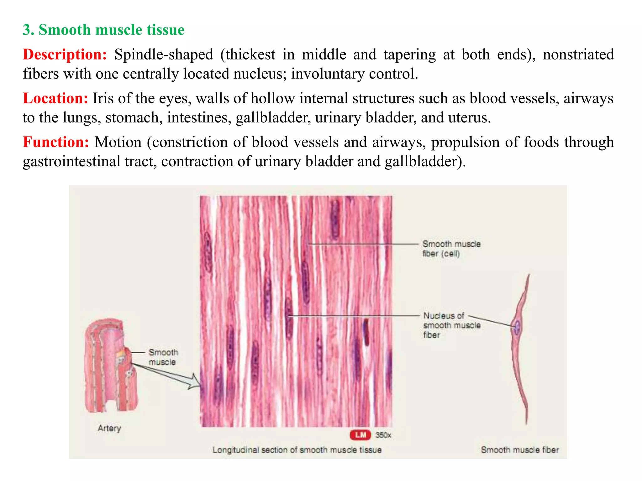 3. Smooth muscle tissue
Description: Spindle-shaped (thickest in middle and tapering at both ends), nonstriated
fibers with one centrally located nucleus; involuntary control.
Location: Iris of the eyes, walls of hollow internal structures such as blood vessels, airways
to the lungs, stomach, intestines, gallbladder, urinary bladder, and uterus.
Function: Motion (constriction of blood vessels and airways, propulsion of foods through
gastrointestinal tract, contraction of urinary bladder and gallbladder).
 