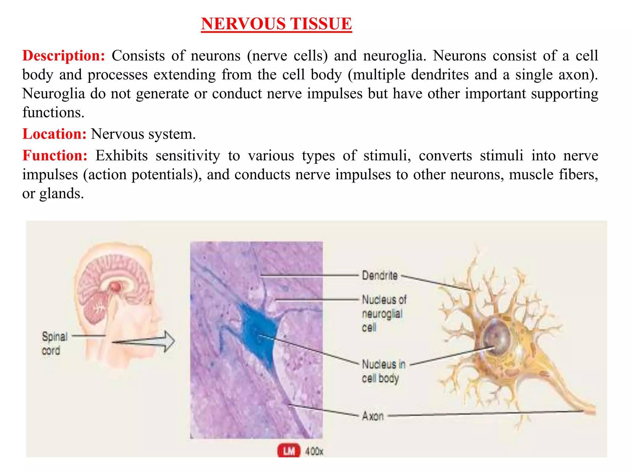 NERVOUS TISSUE
Description: Consists of neurons (nerve cells) and neuroglia. Neurons consist of a cell
body and processes extending from the cell body (multiple dendrites and a single axon).
Neuroglia do not generate or conduct nerve impulses but have other important supporting
functions.
Location: Nervous system.
Function: Exhibits sensitivity to various types of stimuli, converts stimuli into nerve
impulses (action potentials), and conducts nerve impulses to other neurons, muscle fibers,
or glands.
 