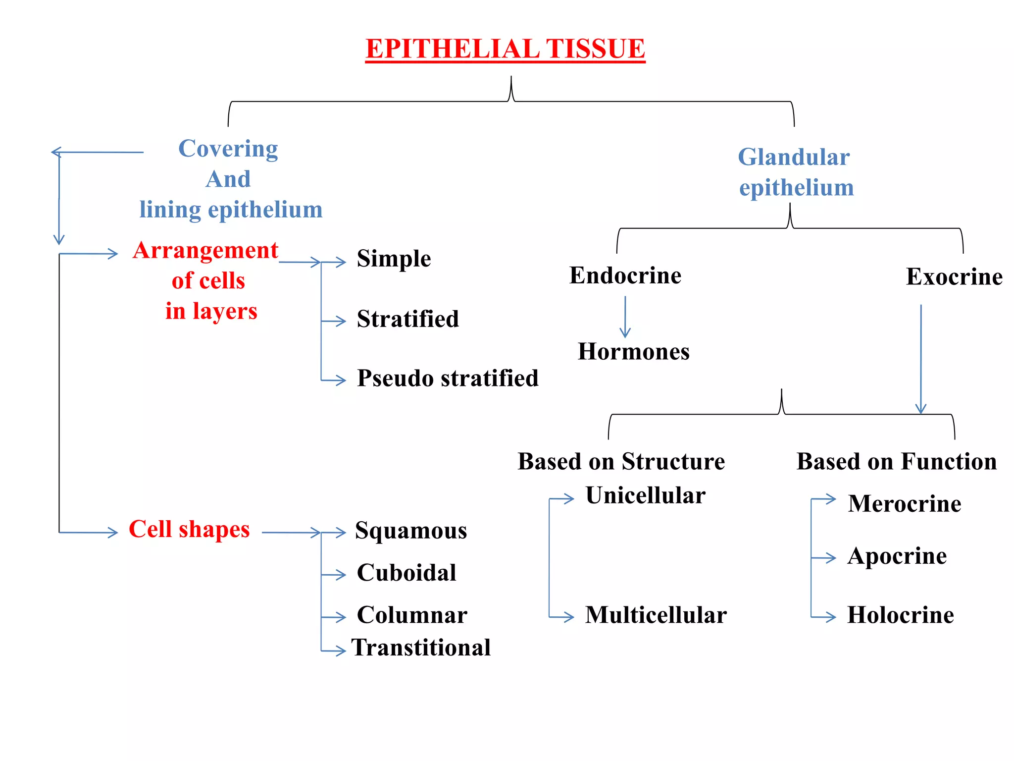 EPITHELIAL TISSUE
Covering
And
lining epithelium
Glandular
epithelium
Arrangement
of cells
in layers
Cell shapes
Simple
Stratified
Pseudo stratified
Squamous
Cuboidal
Columnar
Transtitional
Endocrine Exocrine
Hormones
Based on Structure Based on Function
Unicellular
Multicellular
Merocrine
Apocrine
Holocrine
 