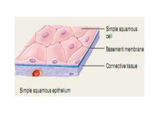 Tissue Chunk Tissues | PPTX