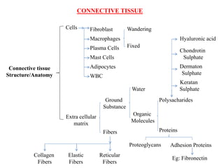 Connective Tissue Flow Chart Anatomy