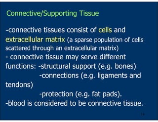 14
Connective/Supporting Tissue
-connective tissues consist of cells and
extracellular matrix (a sparse population of cells
scattered through an extracellular matrix)
- connective tissue may serve different
functions: -structural support (e.g. bones)
-connections (e.g. ligaments and
tendons)
-protection (e.g. fat pads).
-blood is considered to be connective tissue.
 