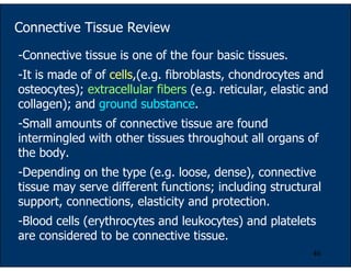 46
Connective Tissue Review
-Connective tissue is one of the four basic tissues.
-It is made of of cells,(e.g. fibroblasts, chondrocytes and
osteocytes); extracellular fibers (e.g. reticular, elastic and
collagen); and ground substance.
-Small amounts of connective tissue are found
intermingled with other tissues throughout all organs of
the body.
-Depending on the type (e.g. loose, dense), connective
tissue may serve different functions; including structural
support, connections, elasticity and protection.
-Blood cells (erythrocytes and leukocytes) and platelets
are considered to be connective tissue.
 
