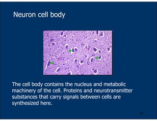 67
The cell body contains the nucleus and metabolic
machinery of the cell. Proteins and neurotransmitter
substances that carry signals between cells are
synthesized here.
Neuron cell body
 