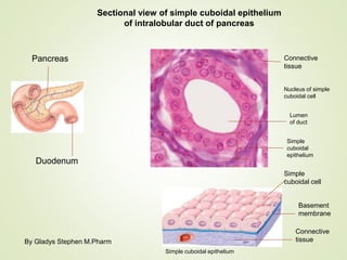 Sectional view of simple cuboidal epithelium
of intralobular duct of pancreas
Pancreas
Duodenum
Connective
tissue
Nucleus of simple
cuboidal cell
Lumen
of duct
Simple
cuboidal
epithelium
Simple cuboidal epithelium
Connective
tissue
Basement
membrane
Simple
cuboidal cell
By Gladys Stephen M.Pharm
 