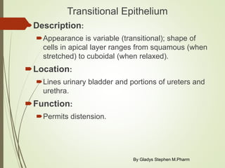 Transitional Shape Tissues | PPTX