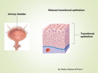 Tissues | PPTX