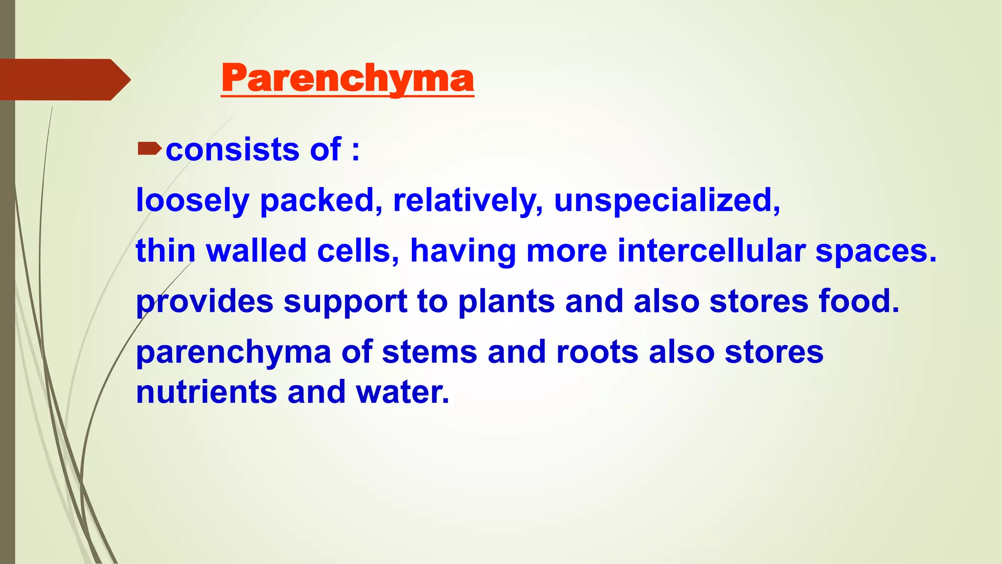 Parenchyma
consists of :
loosely packed, relatively, unspecialized,
thin walled cells, having more intercellular spaces.
provides support to plants and also stores food.
parenchyma of stems and roots also stores
nutrients and water.
 