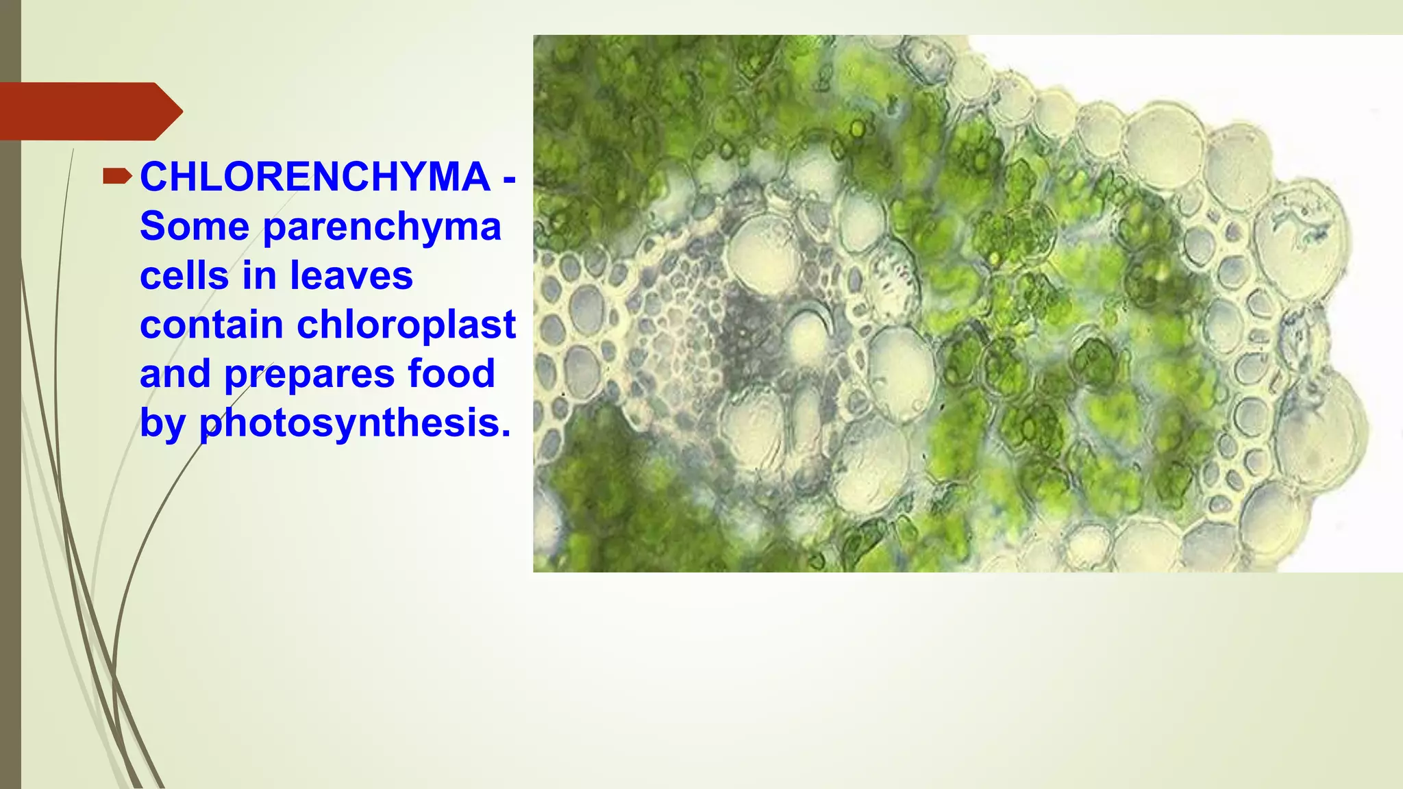 CHLORENCHYMA -
Some parenchyma
cells in leaves
contain chloroplast
and prepares food
by photosynthesis.
 