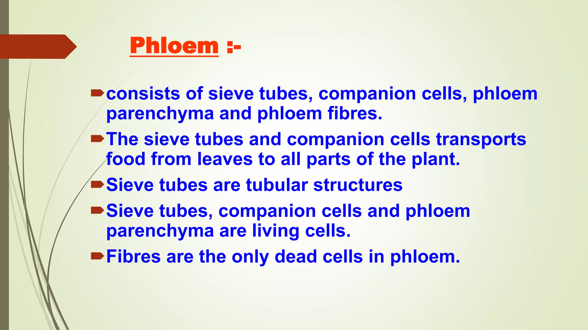 Phloem :-
consists of sieve tubes, companion cells, phloem
parenchyma and phloem fibres.
The sieve tubes and companion cells transports
food from leaves to all parts of the plant.
Sieve tubes are tubular structures
Sieve tubes, companion cells and phloem
parenchyma are living cells.
Fibres are the only dead cells in phloem.
 
