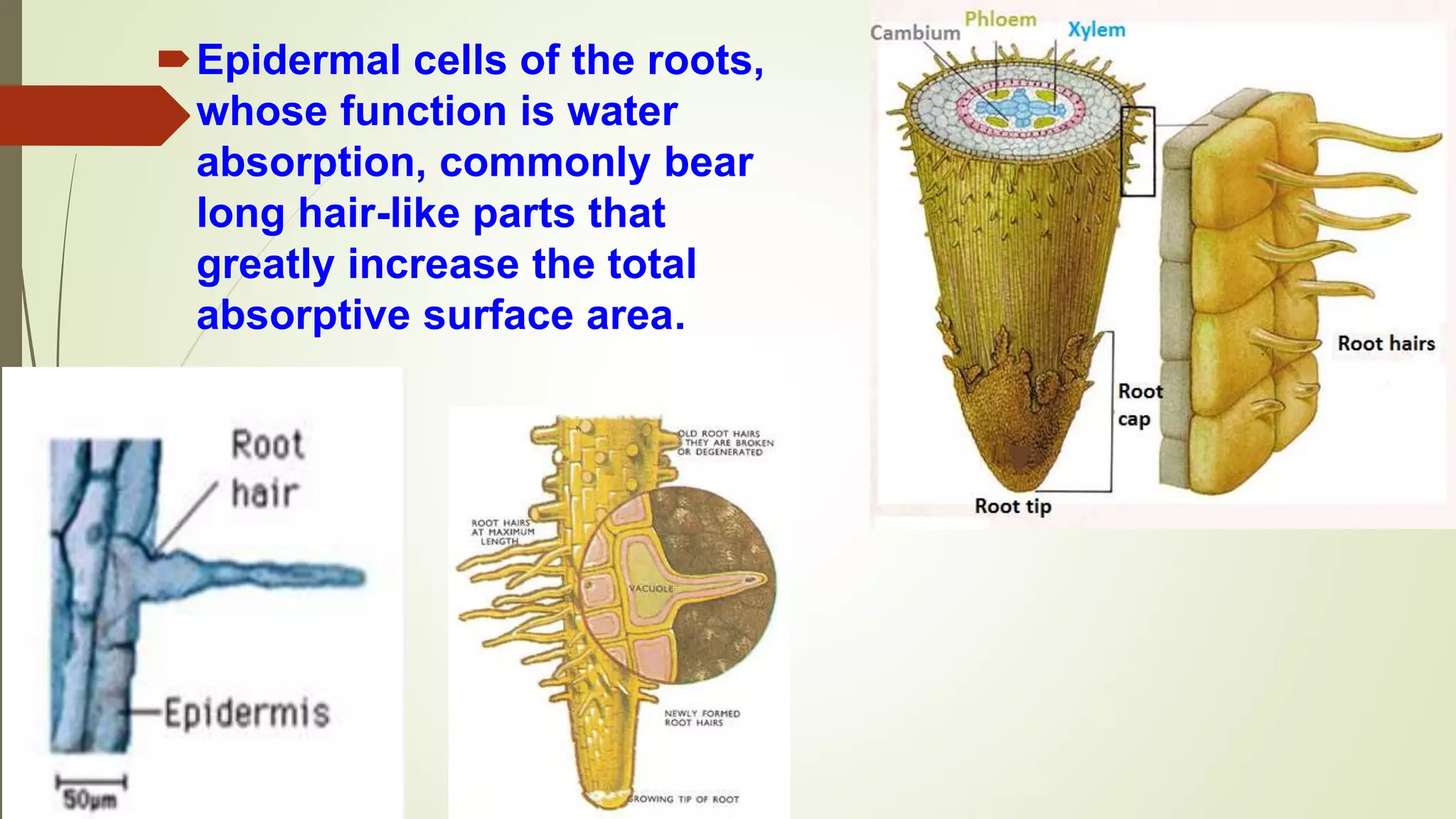Epidermal cells of the roots,
whose function is water
absorption, commonly bear
long hair-like parts that
greatly increase the total
absorptive surface area.
 