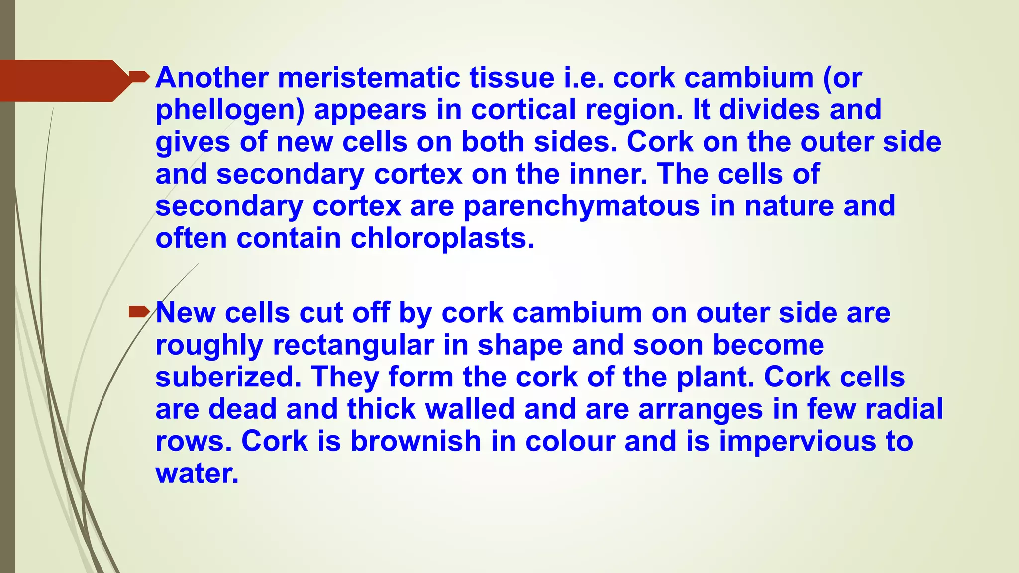 Another meristematic tissue i.e. cork cambium (or
phellogen) appears in cortical region. It divides and
gives of new cells on both sides. Cork on the outer side
and secondary cortex on the inner. The cells of
secondary cortex are parenchymatous in nature and
often contain chloroplasts.
New cells cut off by cork cambium on outer side are
roughly rectangular in shape and soon become
suberized. They form the cork of the plant. Cork cells
are dead and thick walled and are arranges in few radial
rows. Cork is brownish in colour and is impervious to
water.
 