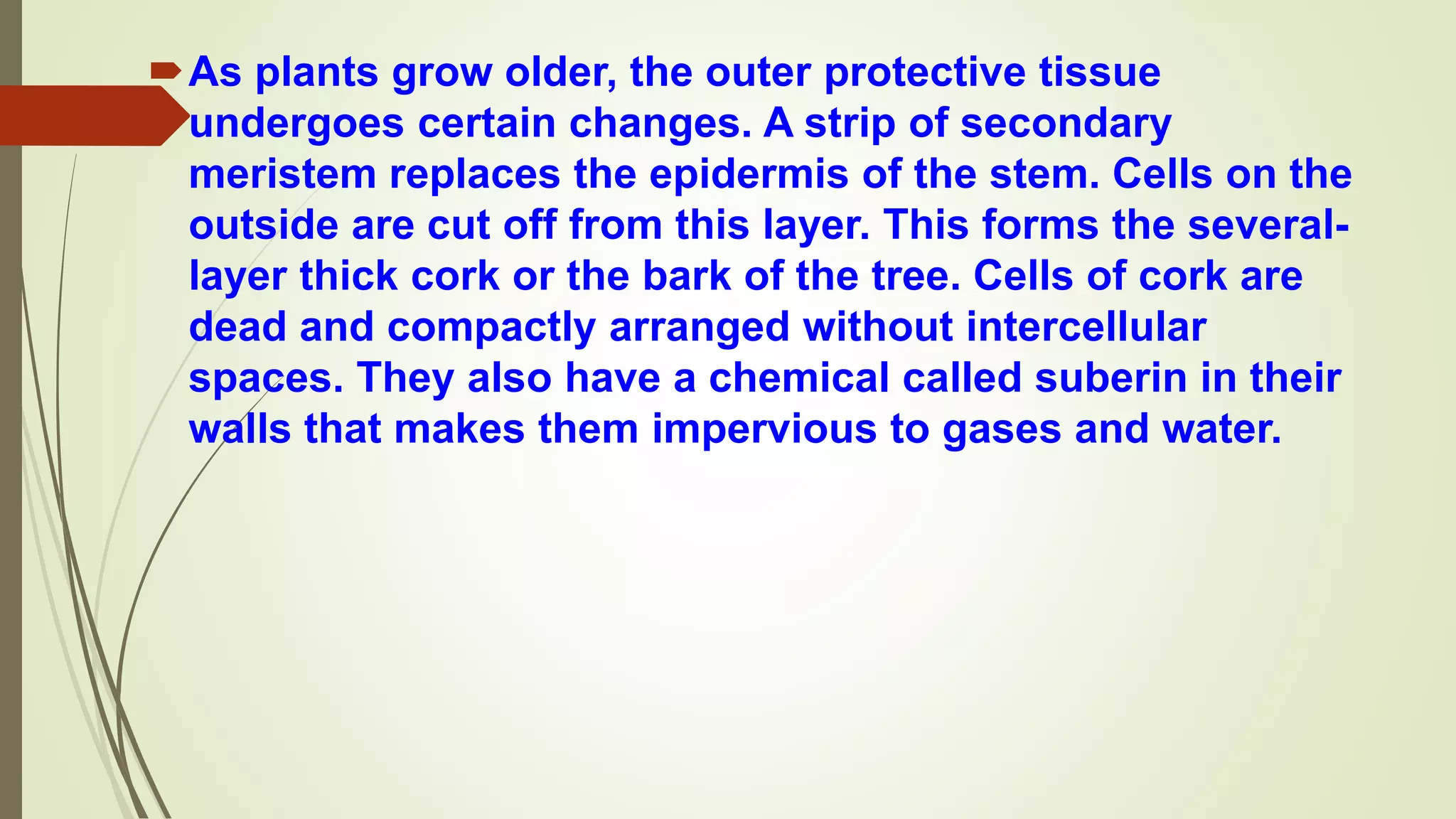 As plants grow older, the outer protective tissue
undergoes certain changes. A strip of secondary
meristem replaces the epidermis of the stem. Cells on the
outside are cut off from this layer. This forms the several-
layer thick cork or the bark of the tree. Cells of cork are
dead and compactly arranged without intercellular
spaces. They also have a chemical called suberin in their
walls that makes them impervious to gases and water.
 