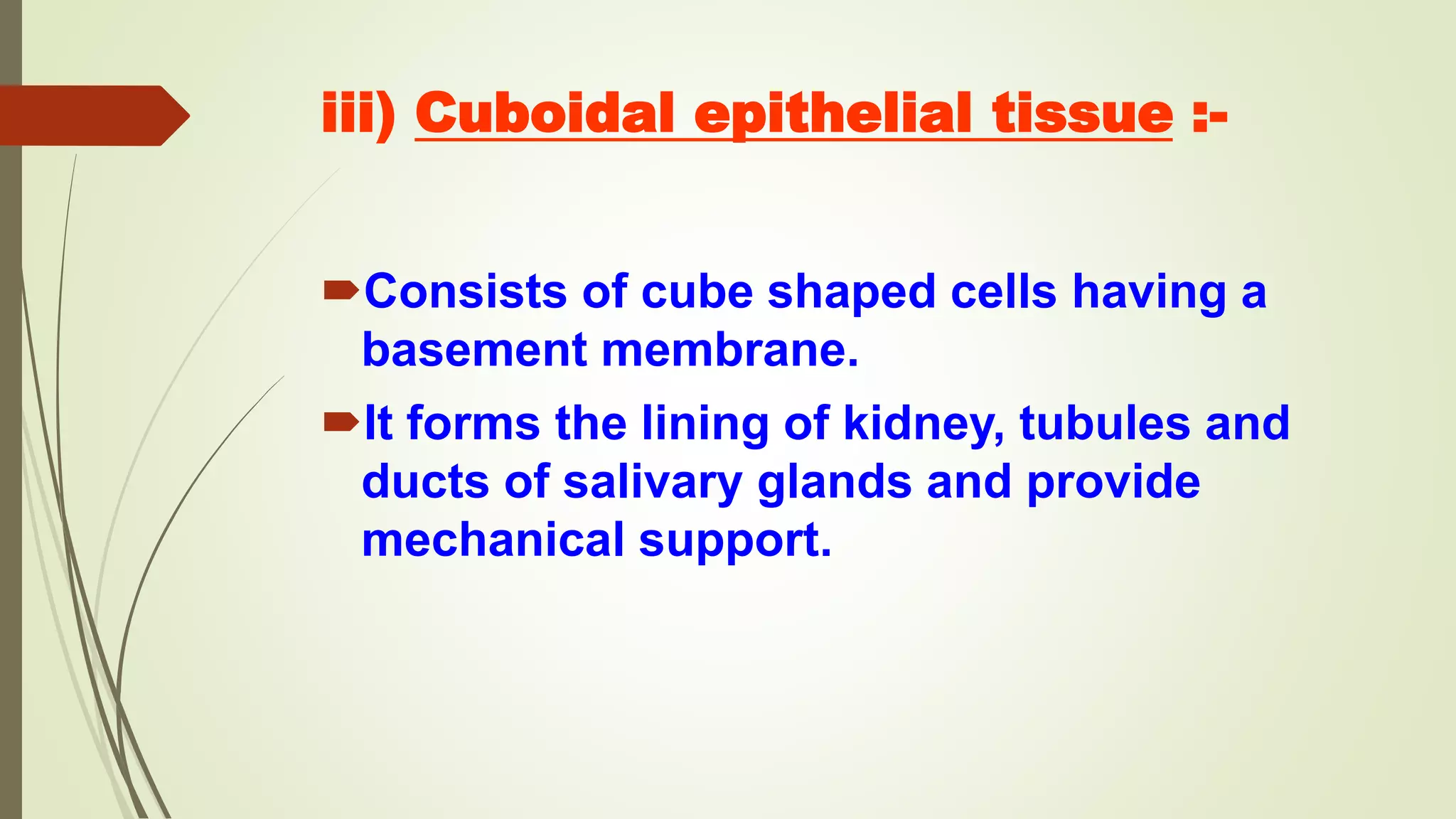 iii) Cuboidal epithelial tissue :-
Consists of cube shaped cells having a
basement membrane.
It forms the lining of kidney, tubules and
ducts of salivary glands and provide
mechanical support.
 
