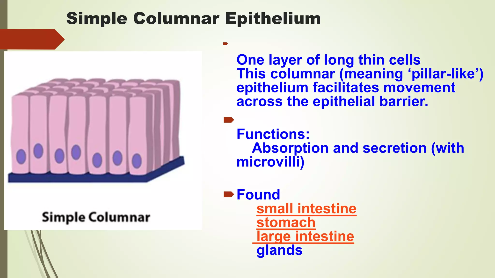 Simple Columnar Epithelium

One layer of long thin cells
This columnar (meaning ‘pillar-like’)
epithelium facilitates movement
across the epithelial barrier.

Functions:
Absorption and secretion (with
microvilli)
Found
small intestine
stomach
large intestine
glands
 