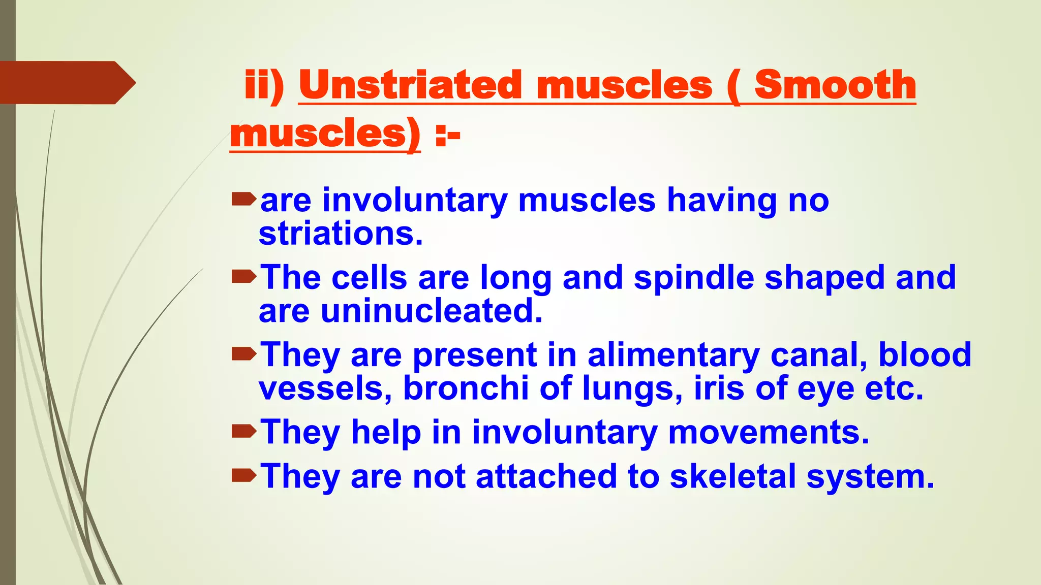 ii) Unstriated muscles ( Smooth
muscles) :-
are involuntary muscles having no
striations.
The cells are long and spindle shaped and
are uninucleated.
They are present in alimentary canal, blood
vessels, bronchi of lungs, iris of eye etc.
They help in involuntary movements.
They are not attached to skeletal system.
 