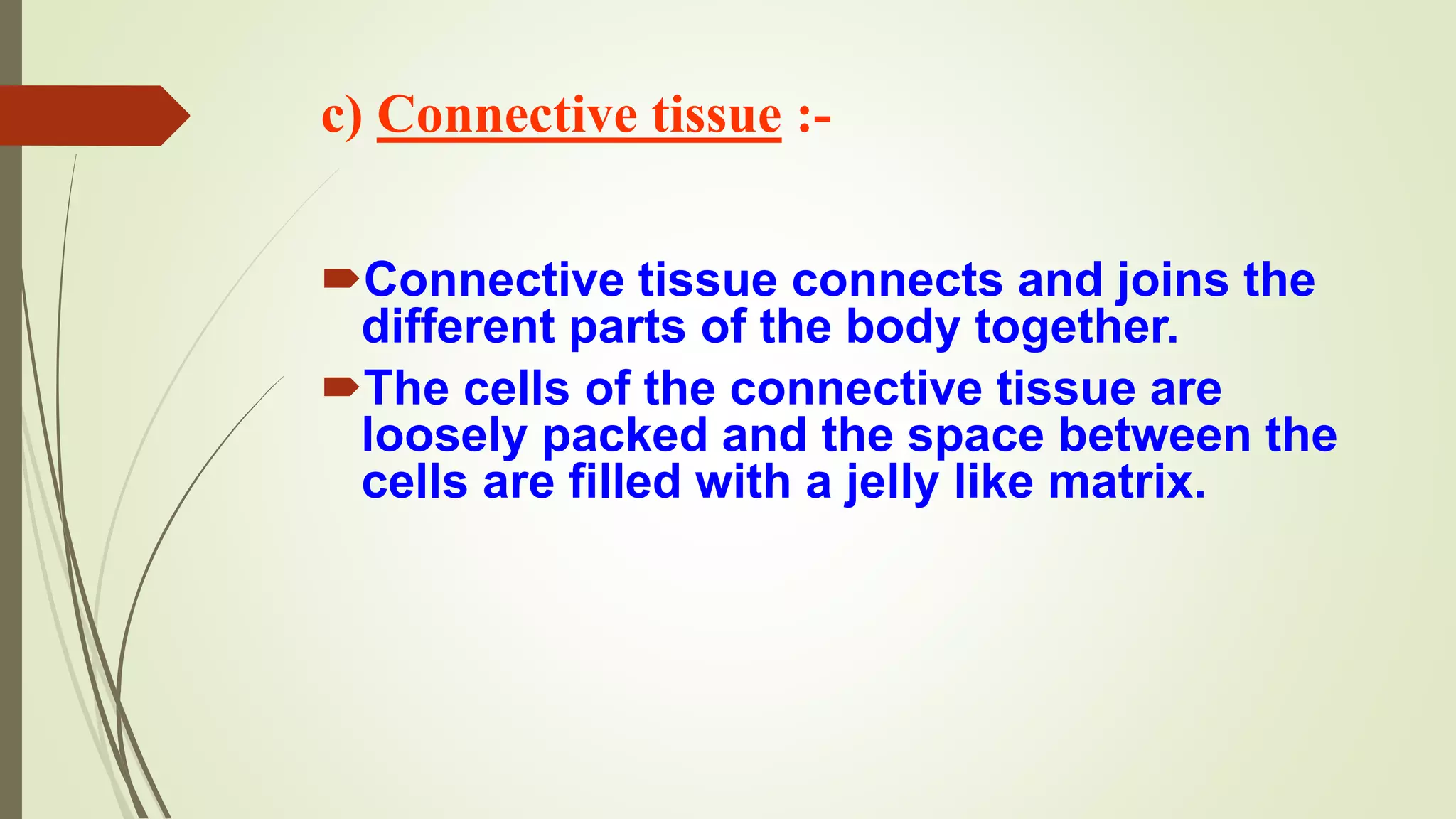 c) Connective tissue :-
Connective tissue connects and joins the
different parts of the body together.
The cells of the connective tissue are
loosely packed and the space between the
cells are filled with a jelly like matrix.
 