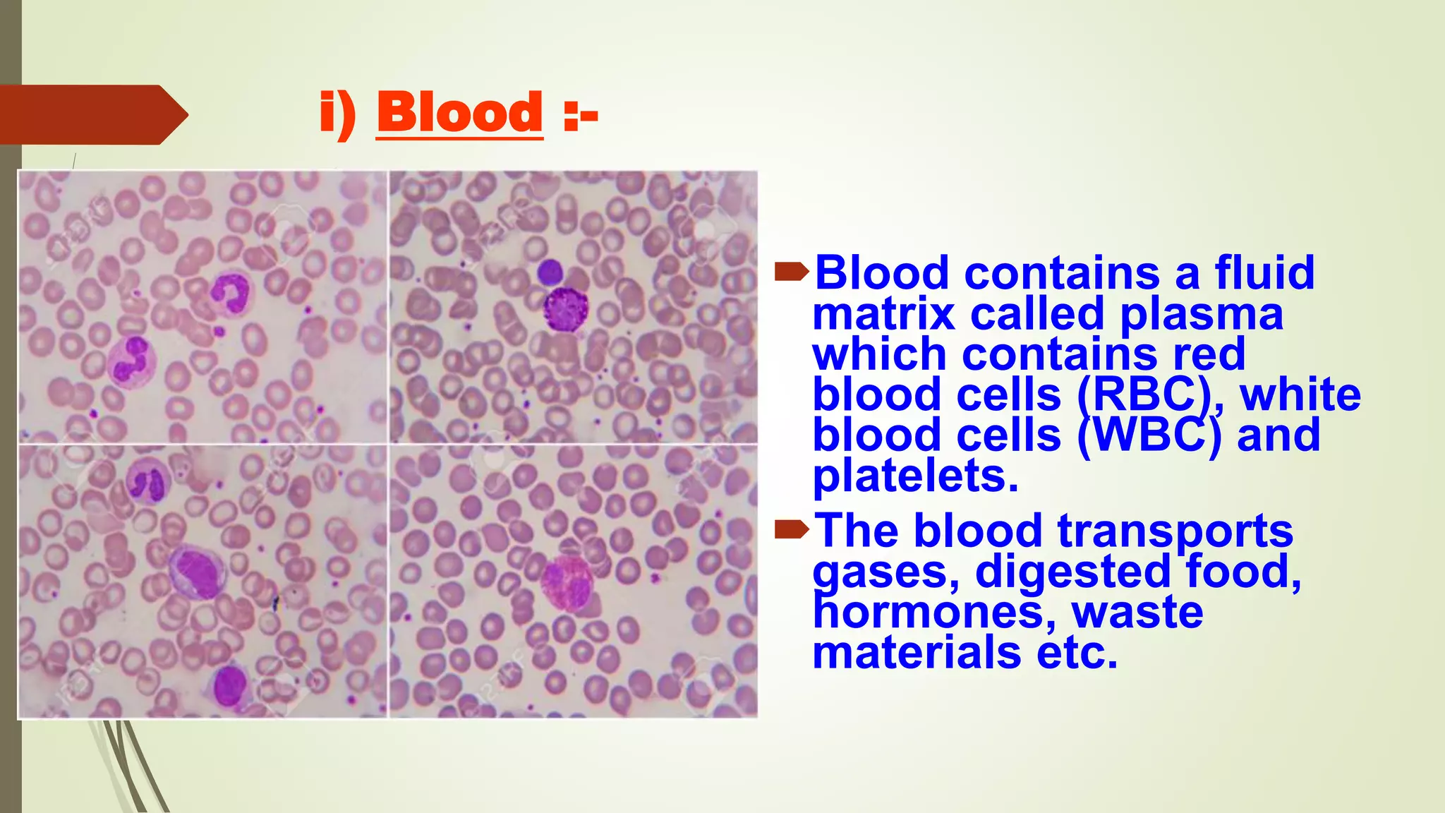 i) Blood :-
Blood contains a fluid
matrix called plasma
which contains red
blood cells (RBC), white
blood cells (WBC) and
platelets.
The blood transports
gases, digested food,
hormones, waste
materials etc.
 