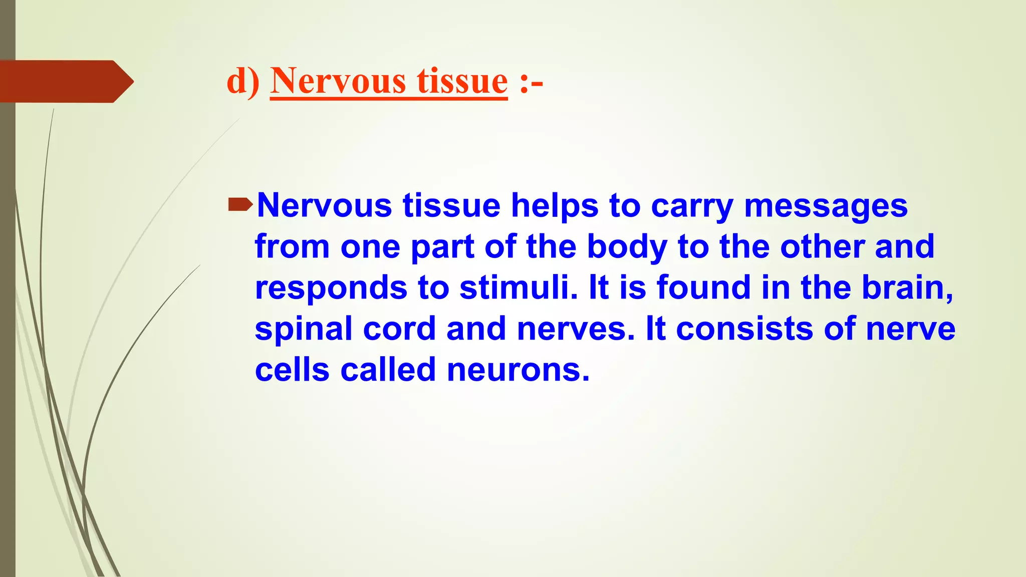 d) Nervous tissue :-
Nervous tissue helps to carry messages
from one part of the body to the other and
responds to stimuli. It is found in the brain,
spinal cord and nerves. It consists of nerve
cells called neurons.
 