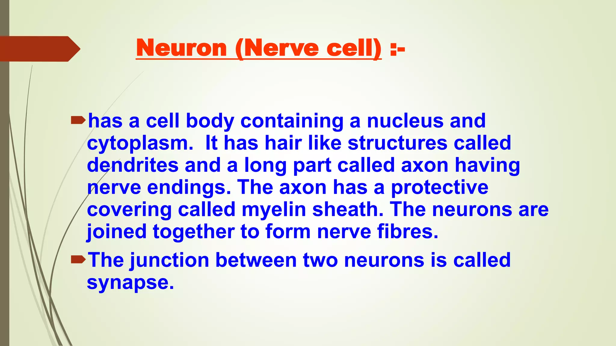Neuron (Nerve cell) :-
has a cell body containing a nucleus and
cytoplasm. It has hair like structures called
dendrites and a long part called axon having
nerve endings. The axon has a protective
covering called myelin sheath. The neurons are
joined together to form nerve fibres.
The junction between two neurons is called
synapse.
 