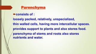 Parenchyma
consists of :
loosely packed, relatively, unspecialized,
thin walled cells, having more intercellular spaces.
provides support to plants and also stores food.
parenchyma of stems and roots also stores
nutrients and water.
 
