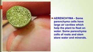 AERENCHYMA - Some
parenchyma cells have
large air cavities which
help the plant to float on
water. Some parenchyma
cells of roots and stem
store water and minerals.
 