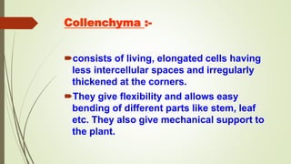 Collenchyma :-
consists of living, elongated cells having
less intercellular spaces and irregularly
thickened at the corners.
They give flexibility and allows easy
bending of different parts like stem, leaf
etc. They also give mechanical support to
the plant.
 