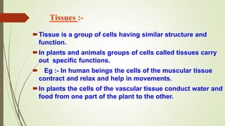 Tissues :-
Tissue is a group of cells having similar structure and
function.
In plants and animals groups of cells called tissues carry
out specific functions.
 Eg :- In human beings the cells of the muscular tissue
contract and relax and help in movements.
In plants the cells of the vascular tissue conduct water and
food from one part of the plant to the other.
 