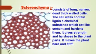 Sclerenchyma :-
consists of long, narrow,
dead thick walled cells.
The cell walls contain
lignin a chemical
substance which act like
cement and hardens
them. It gives strength
and hardness to the plant
parts. It makes the plant
hard and stiff.
 