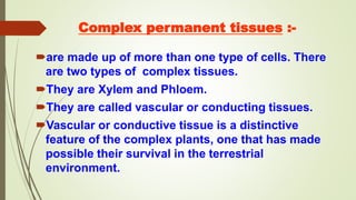 Complex permanent tissues :-
are made up of more than one type of cells. There
are two types of complex tissues.
They are Xylem and Phloem.
They are called vascular or conducting tissues.
Vascular or conductive tissue is a distinctive
feature of the complex plants, one that has made
possible their survival in the terrestrial
environment.
 