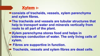 Xylem :-
consists of tracheids, vessels, xylem parenchyma
and xylem fibres.
The tracheids and vessels are tubular structures that
help to transport water and minerals vertically from
roots to all part of the plant.
Xylem parenchyma stores food and helps in
sideways conduction of water. The only living cells of
xylem.
 Fibres are supportive in function.
 Tracheids, vessels and xylem fibres are dead cells.
 