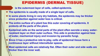 EPIDERMIS (DERMAL TISSUE)
 is the outermost layer of cells, called epidermis.
 The epidermis is usually made of a single layer of cells.
 In some plants living in very dry habitats, the epidermis may be thicker
since protection against water loss is critical.
 The entire surface of a plant has this outer covering of epidermis. It
protects all the parts of the plant.
 Epidermal cells on the aerial parts of the plant often secrete a waxy, water-
resistant layer on their outer surface. This aids in protection against loss
of water, mechanical injury and invasion by parasitic fungi.
 Since it has a protective role to play, cells of epidermal tissue form a
continuous layer without intercellular spaces.
 Most epidermal cells are relatively flat. Often their outer and side walls are
thicker than the inner wall.
 