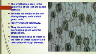  The small pores seen in the
epidermis of the leaf are called
stomata.
 Stomata are enclosed by two
kidney-shaped cells called
guard cells.
 FUNCTIONS OF STOMATA
 They are necessary for
exchanging gases with the
atmosphere.
 Transpiration (loss of water in
the form of water vapour) also
takes place through stomata.
 