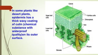 In some plants like
desert plants,
epidermis has a
thick waxy coating
of cutin (chemical
substance with
waterproof
quality)on its outer
surface.
 