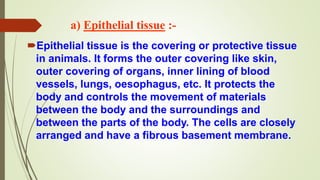 a) Epithelial tissue :-
Epithelial tissue is the covering or protective tissue
in animals. It forms the outer covering like skin,
outer covering of organs, inner lining of blood
vessels, lungs, oesophagus, etc. It protects the
body and controls the movement of materials
between the body and the surroundings and
between the parts of the body. The cells are closely
arranged and have a fibrous basement membrane.
 