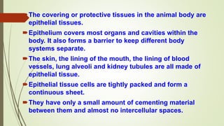The covering or protective tissues in the animal body are
epithelial tissues.
Epithelium covers most organs and cavities within the
body. It also forms a barrier to keep different body
systems separate.
The skin, the lining of the mouth, the lining of blood
vessels, lung alveoli and kidney tubules are all made of
epithelial tissue.
Epithelial tissue cells are tightly packed and form a
continuous sheet.
They have only a small amount of cementing material
between them and almost no intercellular spaces.
 