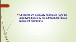 All epithelium is usually separated from the
underlying tissue by an extracellular fibrous
basement membrane.
 